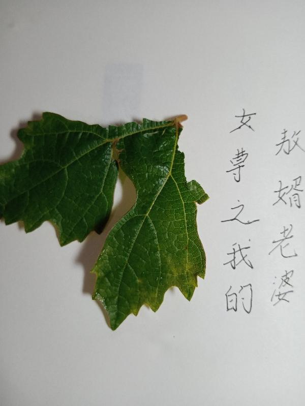 女尊之我的敖婿老婆