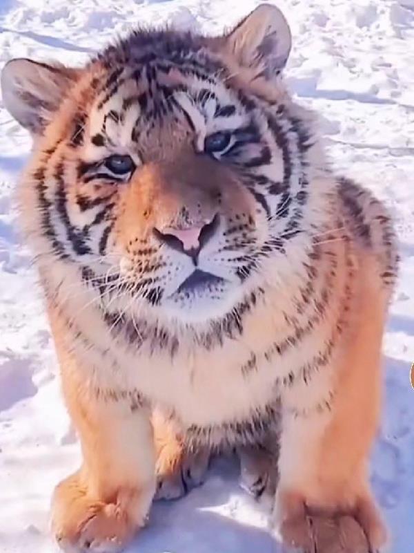 傻瓜係統愛上我