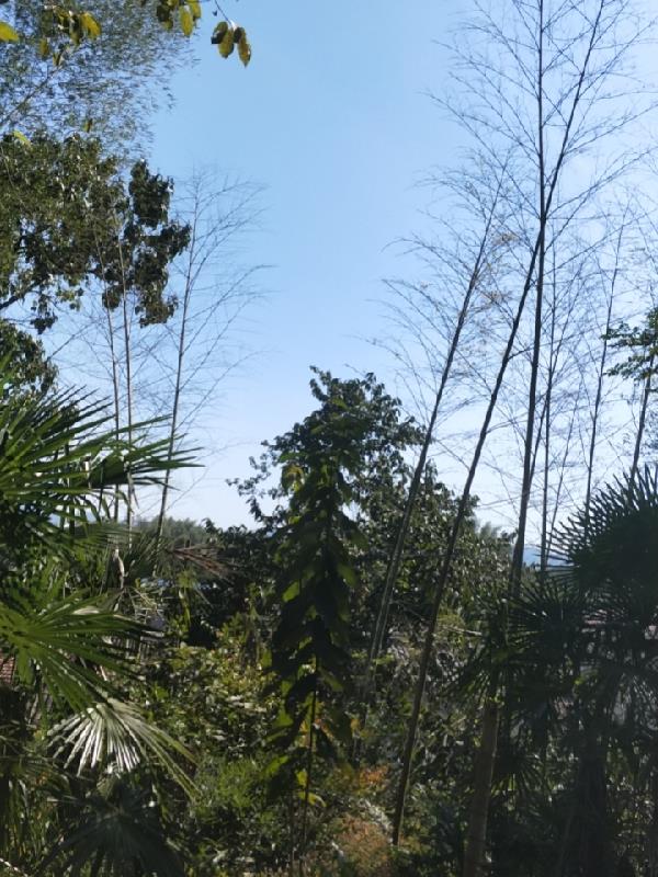 隱曉續LYFLJ的新書